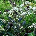 Clematis recta Fula