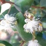 Myrceugenia exsucca Flor