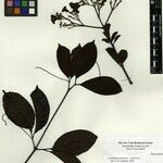 Fridericia fanshawei Otro