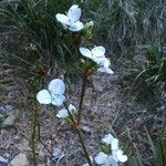 Libertia chilensis Habit