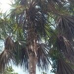 Coccothrinax barbadensis Hoja