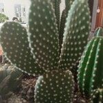 Opuntia microdasysLevél