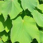 Dombeya burgessiae Лист