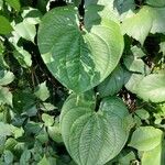 Dioscorea bulbifera Blatt