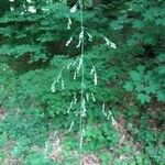 Milium effusum പുഷ്പം