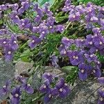 Mimulus ringens Natur