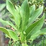 Kraussia floribunda Hoja