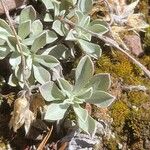 Antennaria parvifolia Φύλλο