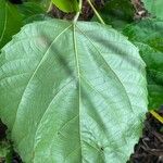 Alchornea glandulosa Leaf