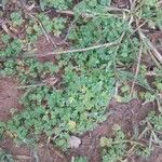 Alchemilla arvensis Blad