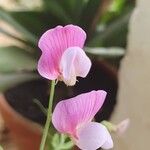 Lathyrus clymenum പുഷ്പം