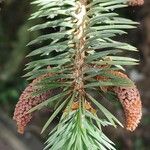 Picea chihuahuana ফুল