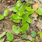 Epigaea repens Leaf