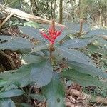 Aphelandra scabra Blomst