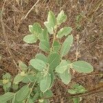 Boscia senegalensis عادت داشتن