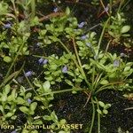 Solenopsis laurentia 形態