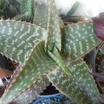 Aloe macrocarpa Folla