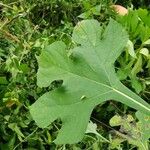 Tithonia diversifolia Leaf