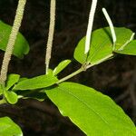 Piper tuberculatum Flor