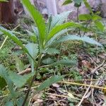 Artemisia suksdorfii Leaf