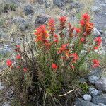 Castilleja fissifolia Habit