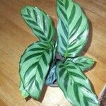 Calathea concinna Leaf