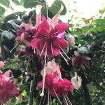 Fuchsia spp. Blüte