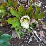 Helleborus nigerപുഷ്പം