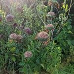 Leonotis nepetifolia عادت