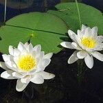 Nymphaea odorata Цвят