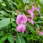 Impatiens glanduliferaKvět