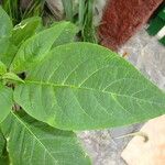 Brugmansia x candida Other