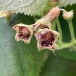 Rhytidophyllum tomentosum Kukka