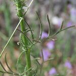 Crupina vulgaris Folha