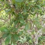 Diospyros texana Folha