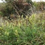 Reseda lutea Облик