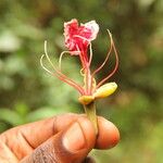 Afzelia bipindensis Flor