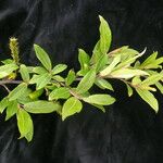 Salix daltoniana موطن