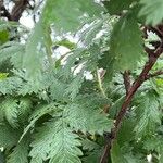 Leucosidea sericea Yaprak