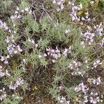 Salvia officinalis Buveinė