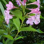 Weigela florida Цветок