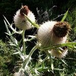 Cirsium eriophorum 葉