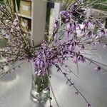Retama raetam Fleur
