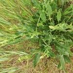 Rumex thyrsiflorus List