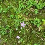 Campanula patulaFlower