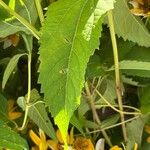 Heliopsis helianthoides Fulla