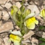 Antirrhinum latifolium Flor