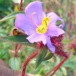 Nerophila senegambiensis Flower