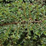 Cotoneaster microphyllus 叶