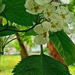 Crataegus submollis Leaf